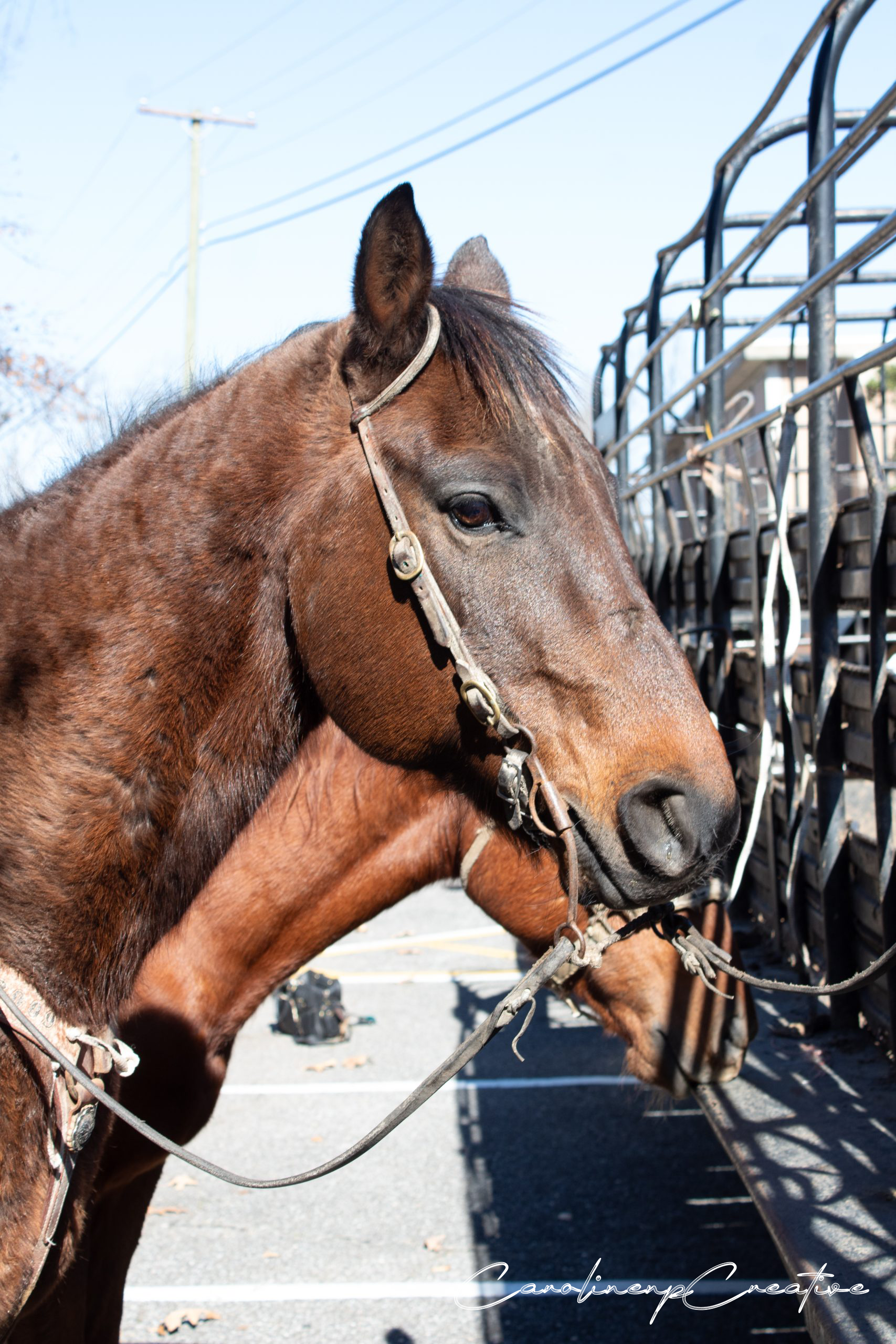 auction-horse- wm